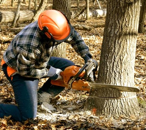 Tree Removal in Stockville, NE